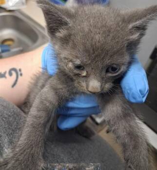 UMBREON -  Domestic Short Hair Cat for Adoption in Killeen, Texas - UMBREON | PetCurious