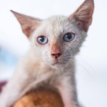 Copito -  Domestic Short Hair Cat for Adoption in New York, New York - Copito | PetCurious