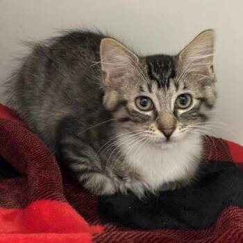Robin -  Domestic Short Hair Cat for Adoption in Long Beach, California - Robin | PetCurious