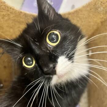 72142 -  Domestic Short Hair Cat for Adoption in Harrisonburg, Virginia - 72142 | PetCurious