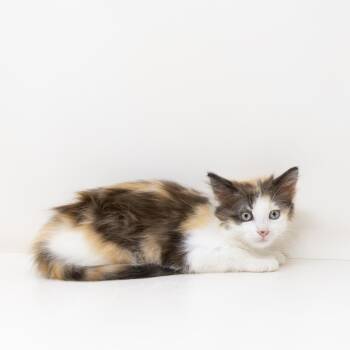Dotty -  Calico Cat for Adoption in Trophy Club, Texas - Dotty | PetCurious