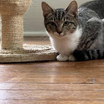 Rescue Tabby Cats for Adoption in Bridgeton, North Carolina - Tiffany | PetCurious