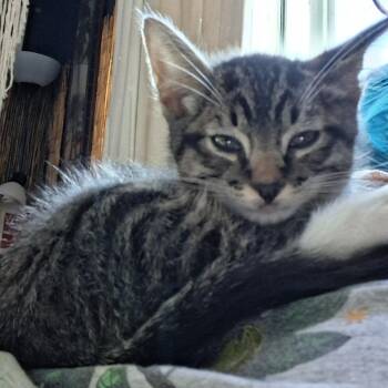 Bosley -  American Shorthair Cat for Adoption in Calimesa, California - Bosley | PetCurious