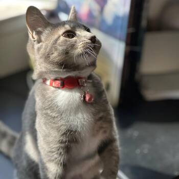 Devon (Red) -  Domestic Short Hair Cat for Adoption in Sunnyvale, California - Devon (Red) | PetCurious