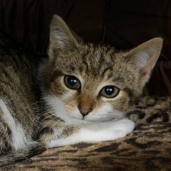 Uno -  Domestic Short Hair Cat for Adoption in Hampton Bays, New York - Uno | PetCurious