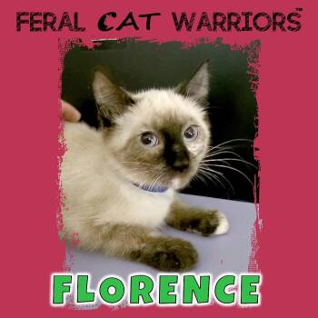 Florence -  Domestic Short Hair and Siamese Cat for Adoption in Kingman, Arizona - Florence | PetCurious