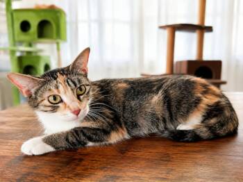 Fruit Cake -  Domestic Short Hair Cat Available for Adoption in Overland Park, Kansas - Fruit Cake | PetCurious