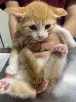 Huntress -  Domestic Short Hair Cat for Adoption in Fall River, Massachusetts - Huntress | PetCurious