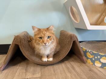 Cumin Orange -  Domestic Long Hair Cat for Adoption in Chandler, Arizona - Cumin Orange | PetCurious