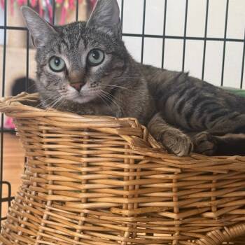 Rescue Domestic Short Hair and Bengal Cats for Adoption in Tucson, Arizona - Lily | PetCurious