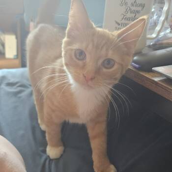 Rescue Domestic Short Hair Cats for Adoption in Callao, Virginia - Garfield | PetCurious