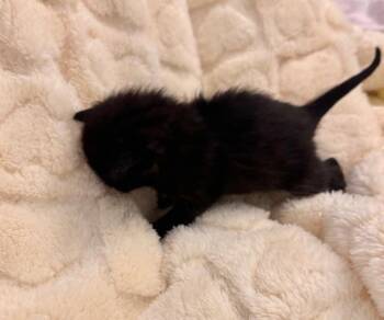 Domestic Short Hair Cats Available for Adoption in Fruit Heights, Utah - Chandler | PetCurious
