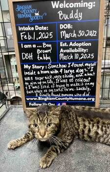 Rescue Domestic Short Hair Cats for Adoption in Blackfoot, Idaho - Buddy | PetCurious