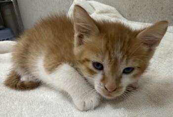 Orcale -  Domestic Short Hair Cat for Adoption in Honolulu, Hawaii - Orcale | PetCurious