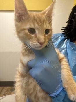 Lundi -  Domestic Short Hair Cat for Adoption in Raleigh, North Carolina - Lundi | PetCurious