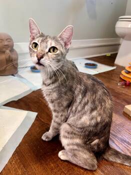 Professor McGonagall -  Domestic Short Hair Cat for Adoption in San Diego, California - Professor McGonagall | PetCurious