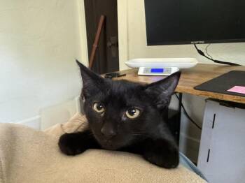 Santos -  Domestic Short Hair Cat for Adoption in West Mifflin, Pennsylvania - Santos | PetCurious