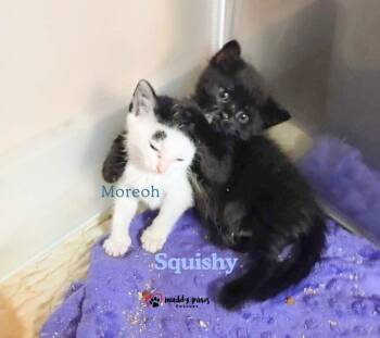 Moreoh -  Domestic Short Hair Cat for Adoption in Council Bluffs, Iowa - Moreoh | PetCurious