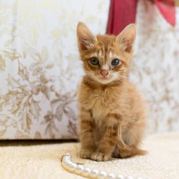 Cuddle-C -  Domestic Short Hair Cat for Adoption in East St. Louis, Illinois - Cuddle-C | PetCurious