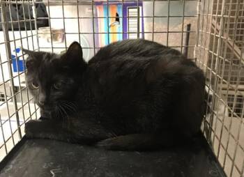 Domestic Short Hair Cats Available for Adoption - A424979 | PetCurious