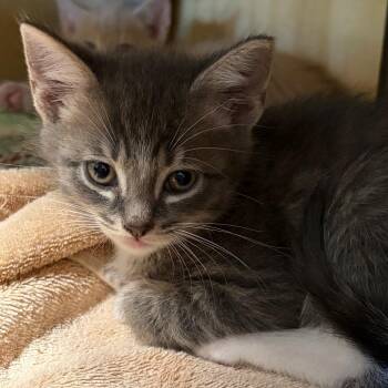 Domestic Short Hair Cats Available for Adoption in Chesapeake, Virginia - Dr. Whitaker (Pink) | PetCurious