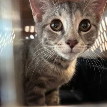 Opie -  Domestic Short Hair Cat for Adoption in Allentown, Pennsylvania - Opie | PetCurious
