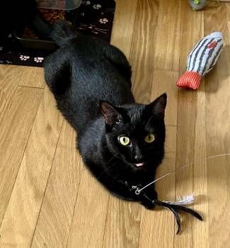 JAX- COURTESY POST -  Bombay Cat for Adoption - JAX- COURTESY POST | PetCurious