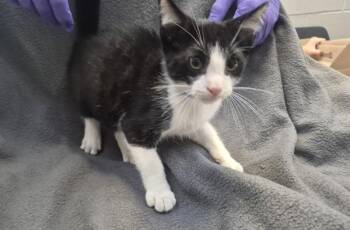 Cloud -  Domestic Short Hair Cat for Adoption - Cloud | PetCurious