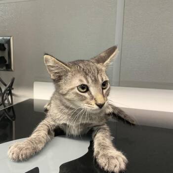 Toby -  Domestic Short Hair Cat for Adoption in Saint Joseph, Missouri - Toby | PetCurious