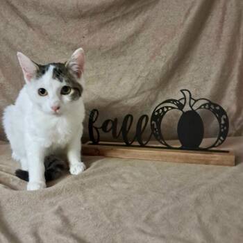 Rescue Domestic Short Hair Cats for Adoption in Wilsonville, Oregon - Maverick | PetCurious