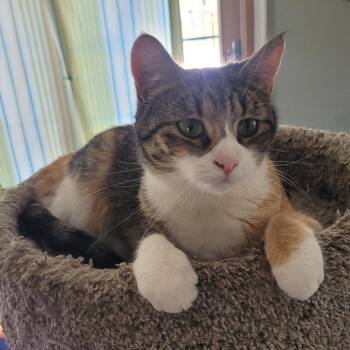 Domestic Short Hair Cats Available for Adoption - Blossom | PetCurious
