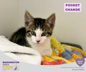 Pocket Change -  Domestic Short Hair Cat for Adoption in Eighty Four, Pennsylvania - Pocket Change | PetCurious