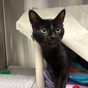 Binxie -  Domestic Short Hair Cat for Adoption in Hendersonville, North Carolina - Binxie | PetCurious