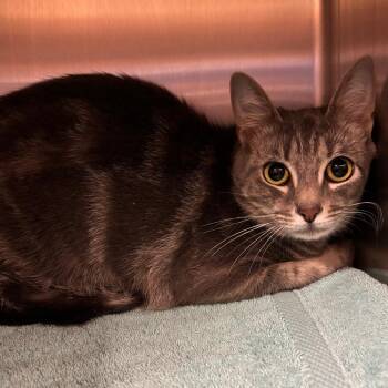 Ricky Lake -  Domestic Short Hair Cat for Adoption in York, Pennsylvania - Ricky Lake | PetCurious