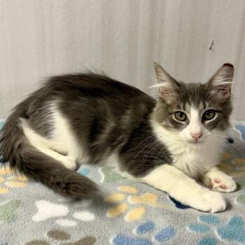 Georgie -  Domestic Medium Hair Cat for Adoption in Panama City, Florida - Georgie | PetCurious