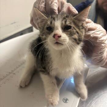 Templeton -  Domestic Short Hair Cat for Adoption in Charleston, West Virginia - Templeton | PetCurious