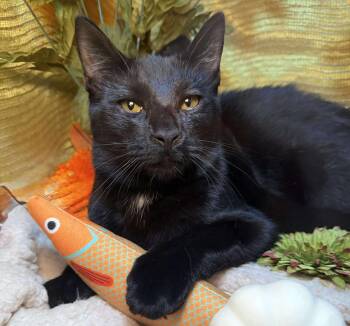 Rescue Domestic Short Hair Cats for Adoption in Ocean Springs, Mississippi - Blaine | PetCurious