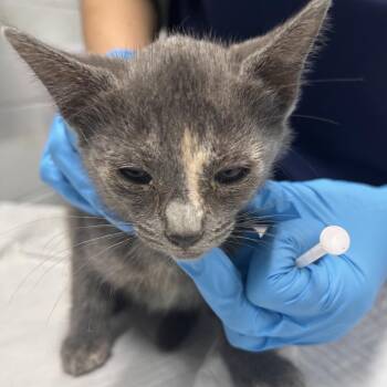 Treat -  Domestic Short Hair Cat for Adoption in Summerville, South Carolina - Treat | PetCurious