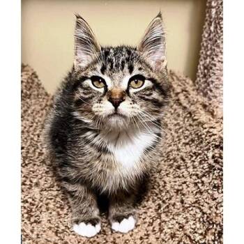 Boots -  Tabby Cat for Adoption in Millcreek, Utah - Boots | PetCurious