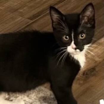 Rescue Domestic Short Hair Cats for Adoption in Orangevale, California - Matsutake | PetCurious