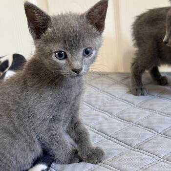 Frizzle -  Domestic Short Hair Cat for Adoption in Columbia, Maryland - Frizzle | PetCurious