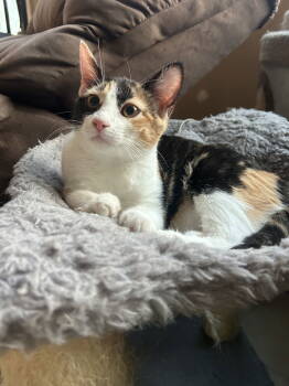 Rescue Calico Cats for Adoption in Vallejo, California - Pinky Pie ( Christina) | PetCurious