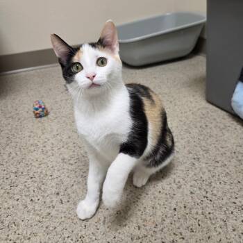 Cinderella -  Domestic Short Hair Cat for Adoption in Oshkosh, Wisconsin - Cinderella | PetCurious