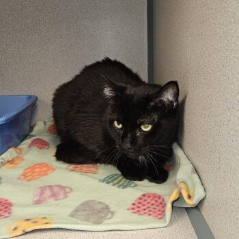 Yin -  Domestic Short Hair Cat for Adoption in Cedar Rapids, Iowa - Yin | PetCurious