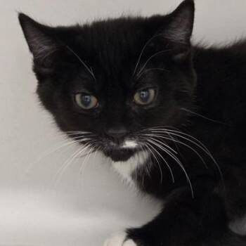 Buck Cluck -  Domestic Short Hair Cat for Adoption in Voorhees Township, New Jersey - Buck Cluck | PetCurious