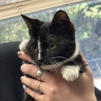 Rescue American Shorthair Cats for Adoption in Columbus, Georgia - Luna | PetCurious