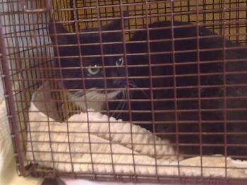 Domestic Short Hair Cats Available for Adoption in Sacramento, California - MOLLEE | PetCurious