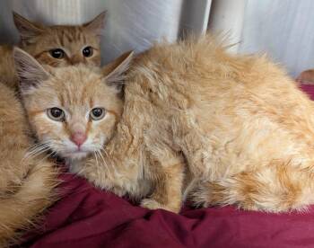Nebraska -  Tabby Cat for Adoption in La Porte, Indiana - Nebraska | PetCurious