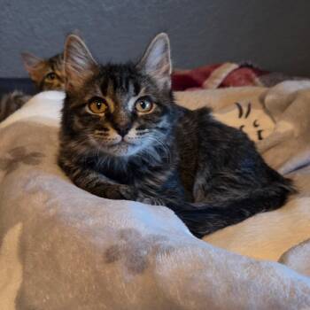 Cakey Cat 54372 -  Domestic Short Hair Cat for Adoption in Las Vegas, Nevada - Cakey Cat 54372 | PetCurious