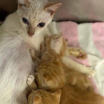 Flame -  Siamese Cat for Adoption in Fort Smith, Arkansas - Flame | PetCurious